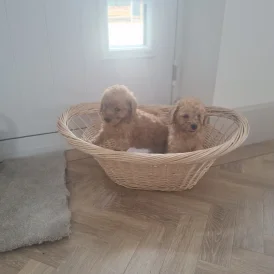 Cockapoo - Both