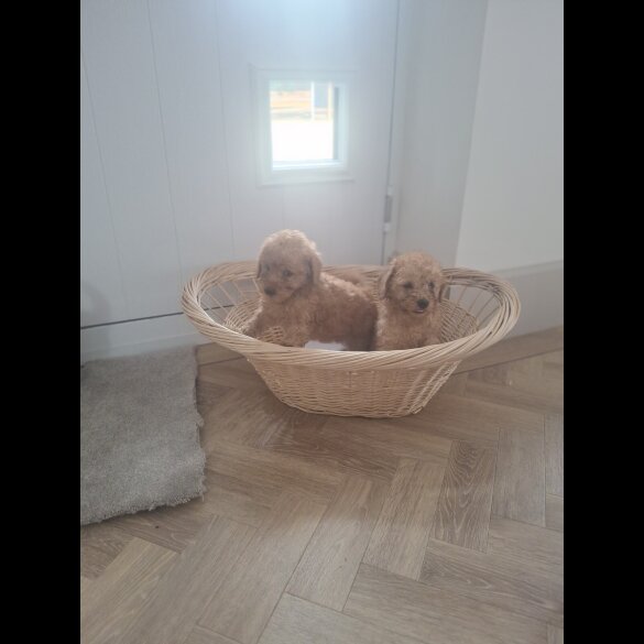 Cockapoo - Both