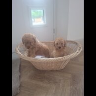 Cockapoo - Both