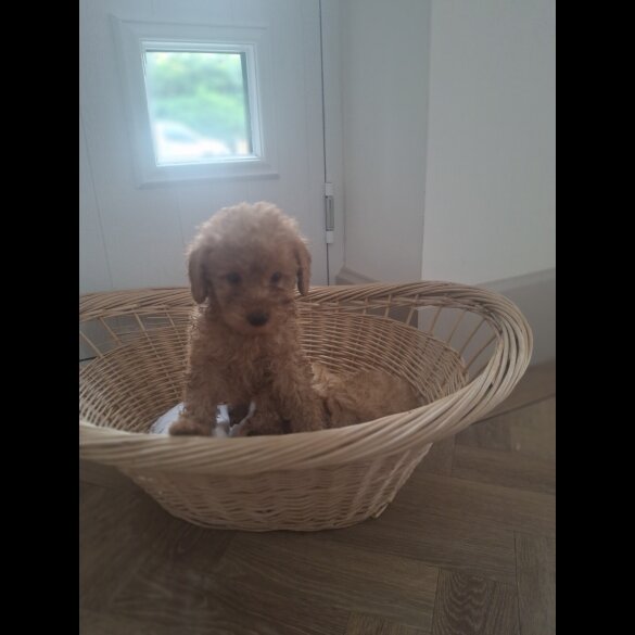 Cockapoo - Both