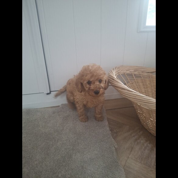 Cockapoo - Both