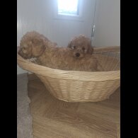 Cockapoo - Both