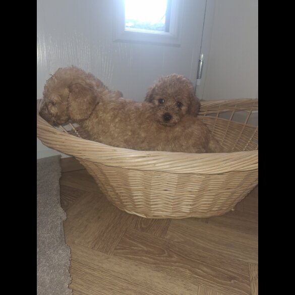 Cockapoo - Both