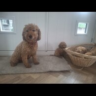 Cockapoo - Both