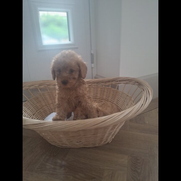 Cockapoo - Both