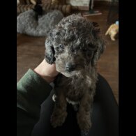 Cockapoo - Both