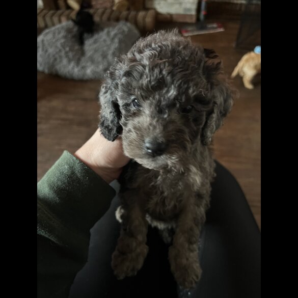 Cockapoo - Both