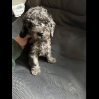 Cockapoo - Both