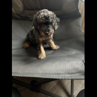 Cockapoo - Both