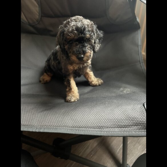 Cockapoo - Both