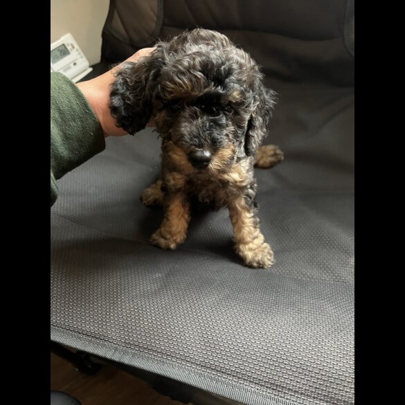 Cockapoo - Both