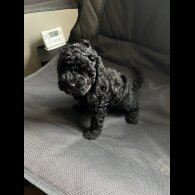 Cockapoo - Both
