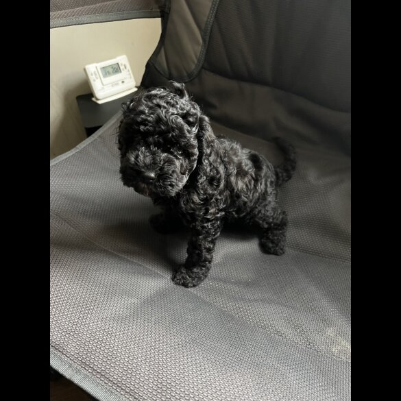 Cockapoo - Both