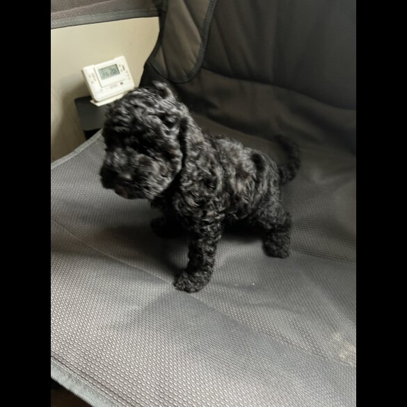 Cockapoo - Both