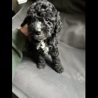 Cockapoo - Both