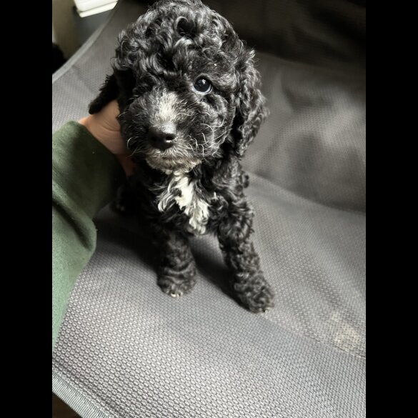Cockapoo - Both