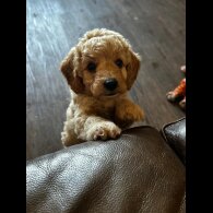 Cockapoo - Both