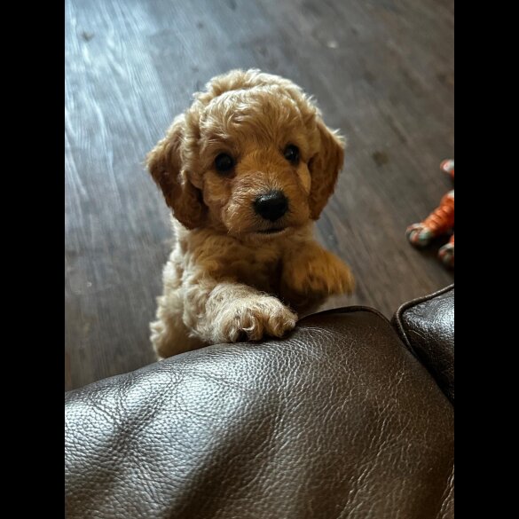 Cockapoo - Both