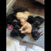 Cockapoo - Both