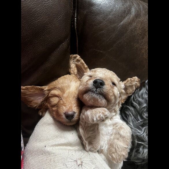 Cockapoo - Both