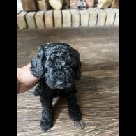 Cockapoo - Both