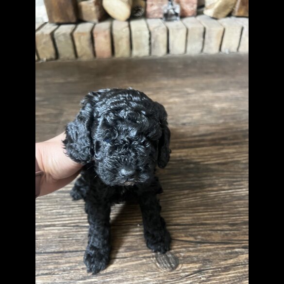 Cockapoo - Both