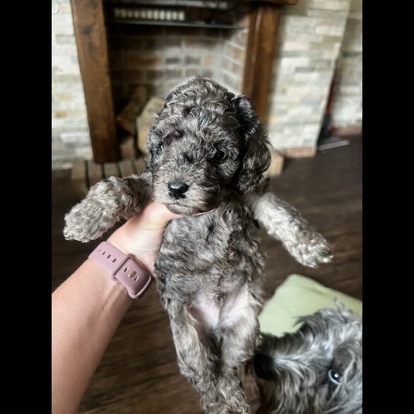 Cockapoo - Both