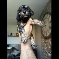 Cockapoo - Both