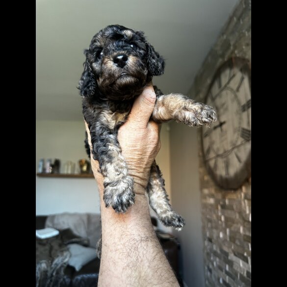 Cockapoo - Both