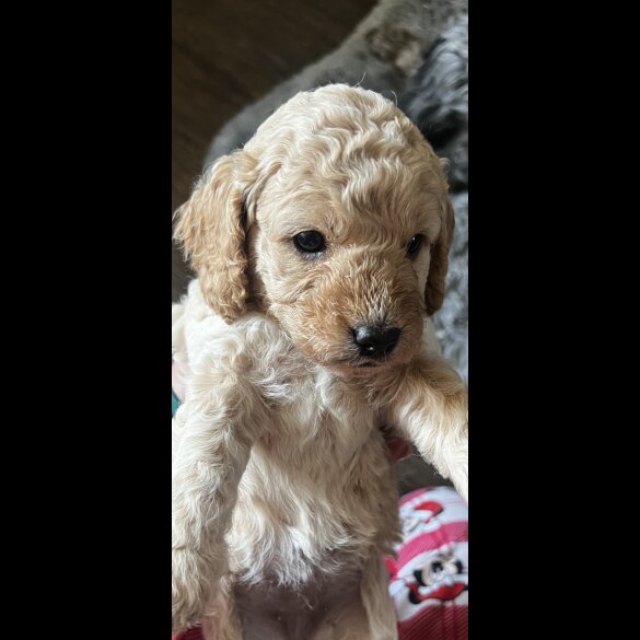 Cockapoo - Both
