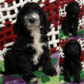 Cockapoo - Both