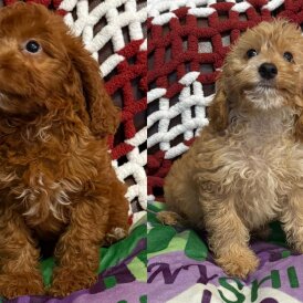 Cockapoo - Both