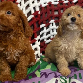 Cockapoo - Both