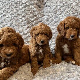 Cockapoo - Both