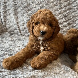 Cockapoo - Both