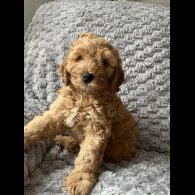 Cockapoo - Both