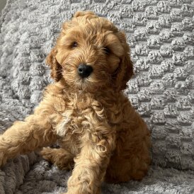 Cockapoo - Both
