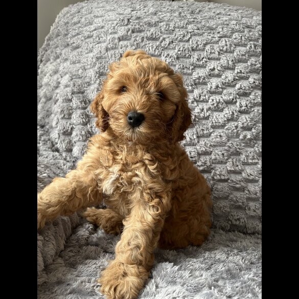 Cockapoo - Both