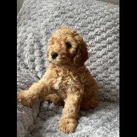 Cockapoo - Both