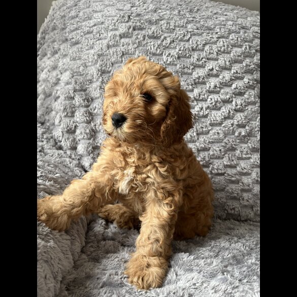 Cockapoo - Both