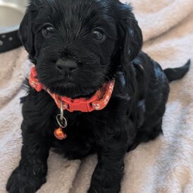 Cockapoo - Both