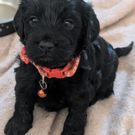 Cockapoo - Both
