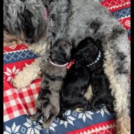 Cockapoo - Dogs