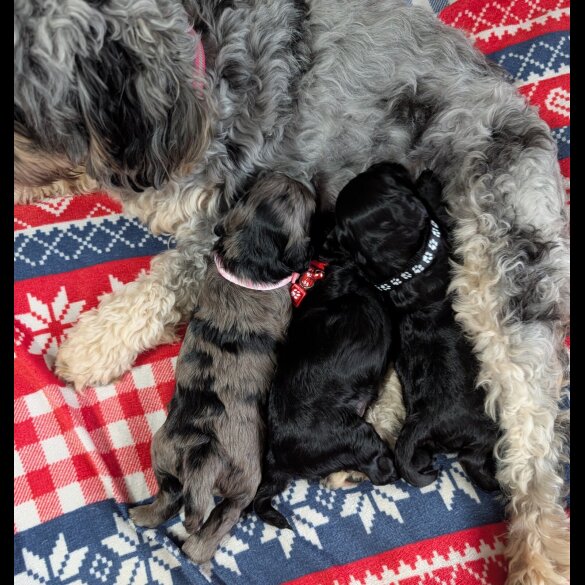Cockapoo - Dogs