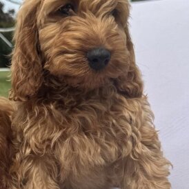 Cockapoo - Both
