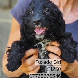 Cockapoo - Both