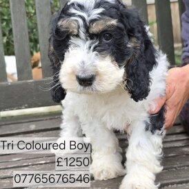 Cockapoo - Both