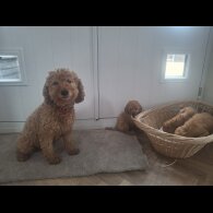 Cockapoo - Both