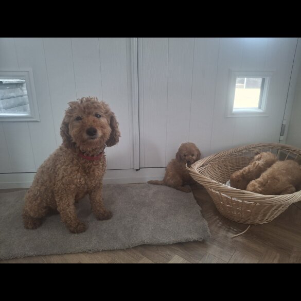 Cockapoo - Both
