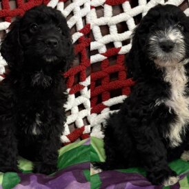 Cockapoo - Both